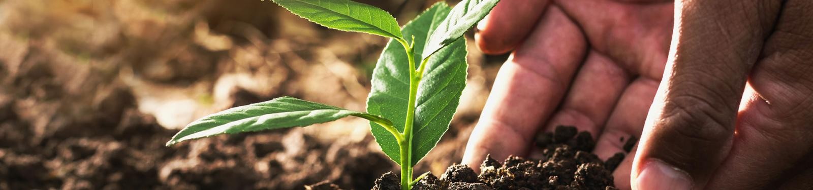 Ein Steckling wird von zwei Händen in die Erde eingepflanzt.